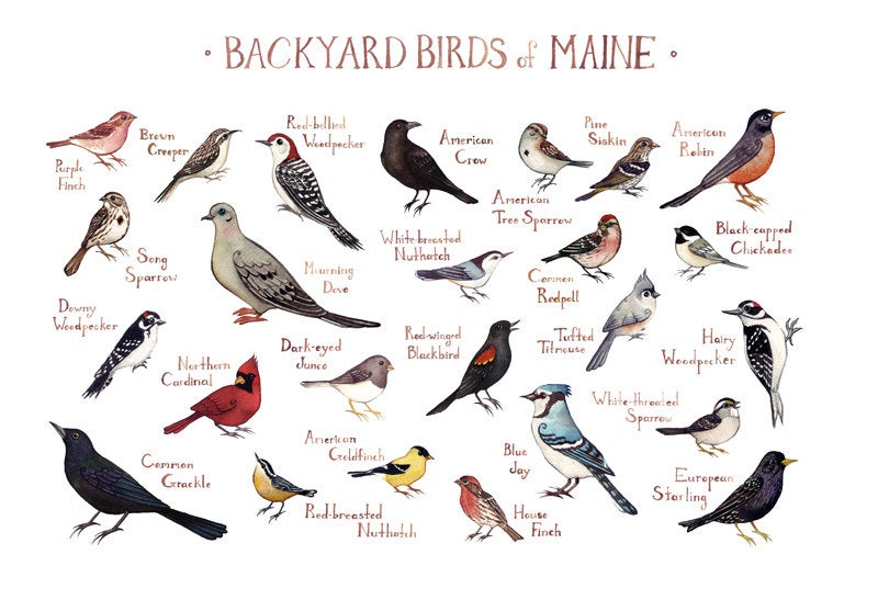 Birds In Maine